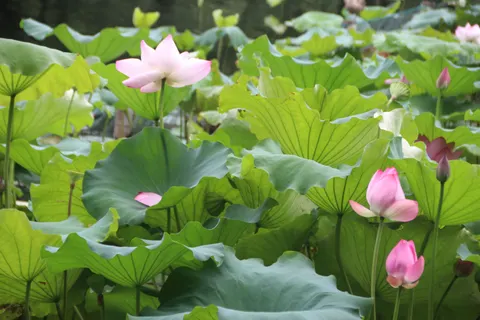 Hình nền Đầm Sen 4K · flowers · 3840×2560