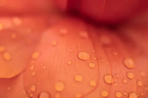 꽃 접사 4K 배경화면 · flowers · 3840×2560