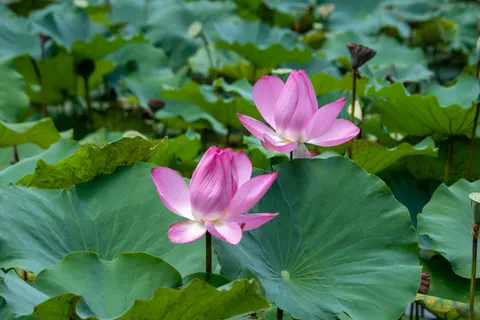 Fond d'écran Bassin de lotus 4K · flowers · 3840×2560