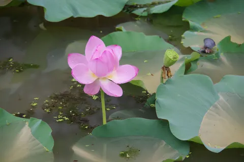 Lotus Pond 4K Wallpaper · flowers · 3840×2553