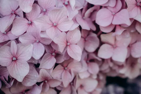 花卉微距 4K壁纸 · flowers · 3840×2560