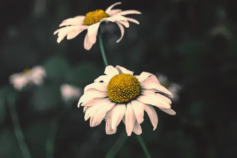 花卉微距 4K壁纸 · flowers · 3840×2560