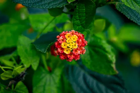 꽃 접사 4K 배경화면 · flowers · 3840×2560