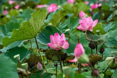Hình nền Đầm Sen 4K · flowers · 3840×2560