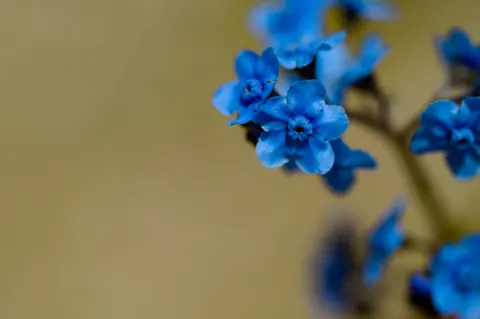 Обои Макро цветка 4K · flowers · 3840×2550