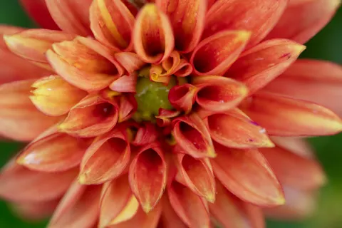 Flower Macro 4K Wallpaper · flowers · 3840×2560