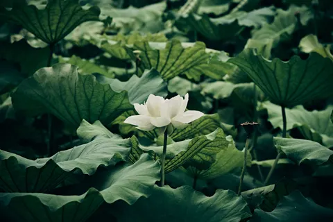 Обои Пруд с лотосами 4K · flowers · 3840×2560
