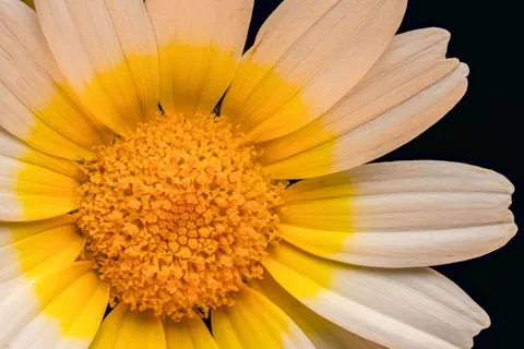 花卉微距 4K壁纸 · flowers · 3840×2560