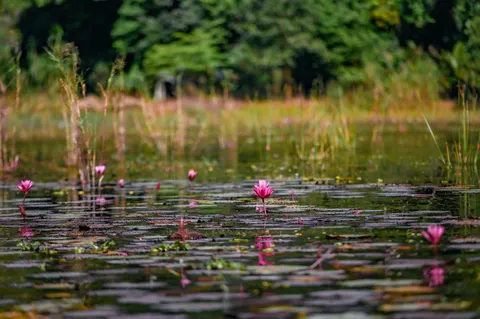 Fond d'écran Bassin de lotus 4K · flowers · 3840×2555