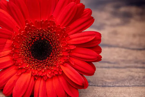 꽃 접사 4K 배경화면 · flowers · 3840×2561