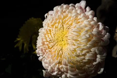 Fond d'écran Macro de fleur 4K · flowers · 3840×2560