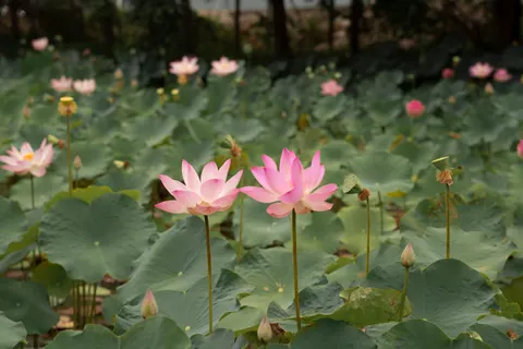 Tapeta Staw z Lotosami 4K · flowers · 3840×2560