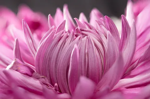 خلفية ماكرو الزهور بدقة 4K · flowers · 3840×2535
