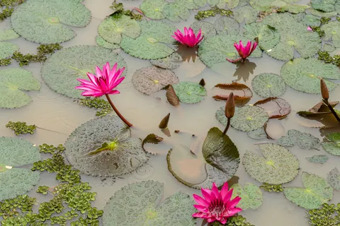 Lotusvijver 4K-achtergrond · flowers · 3840×2560