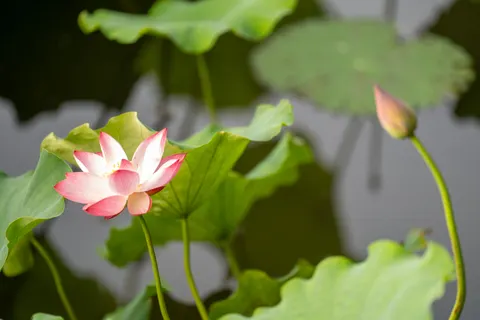 Lotus Pond 4K Wallpaper · flowers · 3840×2560