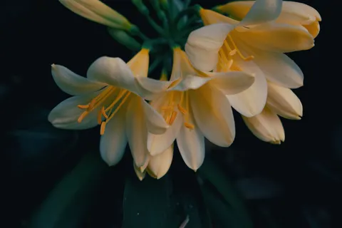Flower Macro 4K Wallpaper · flowers · 3840×2560