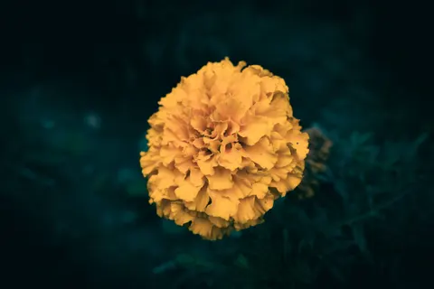 꽃 접사 4K 배경화면 · flowers · 3840×2560