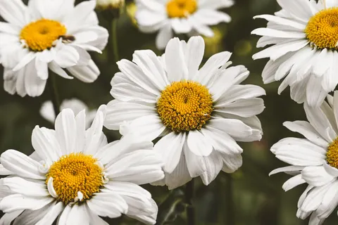Flower Macro 4K Wallpaper · flowers · 3840×2560