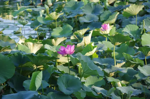 Lotus Pond 4K Wallpaper · flowers · 3840×2553