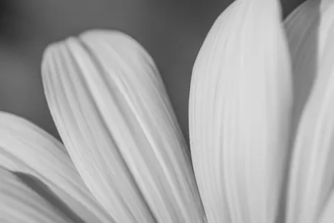 خلفية ماكرو الزهور بدقة 4K · flowers · 3840×2560