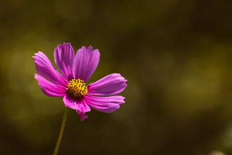 花卉微距 4K壁纸 · flowers · 3840×2560