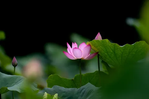 Обои Пруд с лотосами 4K · flowers · 3840×2560