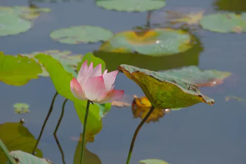 Обои Пруд с лотосами 4K · flowers · 3840×2560