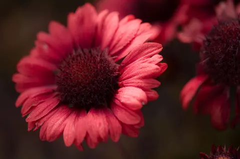 花卉微距 4K壁纸 · flowers · 3840×2552