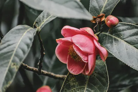 花卉微距 4K壁纸 · flowers · 3840×2560