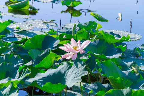 Lotus Pond 4K Wallpaper · flowers · 3840×2560