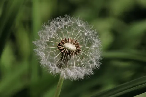 꽃 접사 4K 배경화면 · flowers · 3840×2560