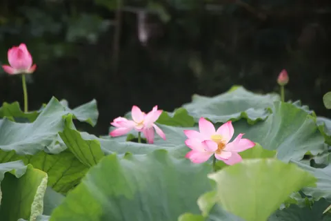 Lotusvijver 4K-achtergrond · flowers · 3840×2560