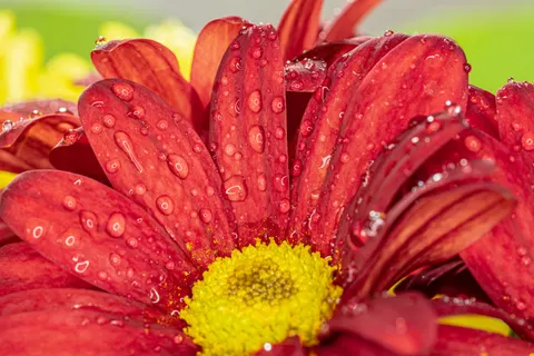 花卉微距 4K壁纸 · flowers · 3840×2560