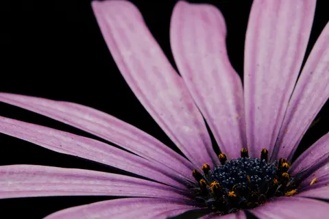 خلفية ماكرو الزهور بدقة 4K · flowers · 3840×2560