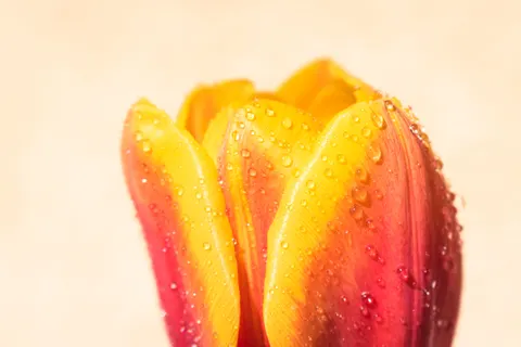 꽃 접사 4K 배경화면 · flowers · 3840×2560
