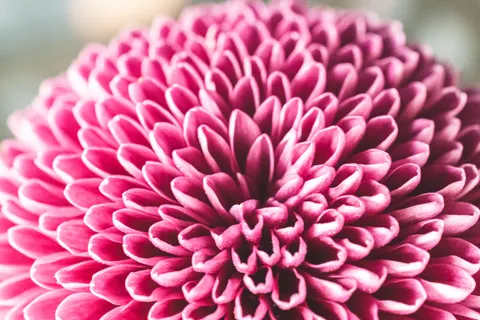 花のマクロ 4K壁紙 · flowers · 3840×2560