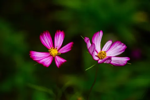 花卉微距 4K壁纸 · flowers · 3840×2563