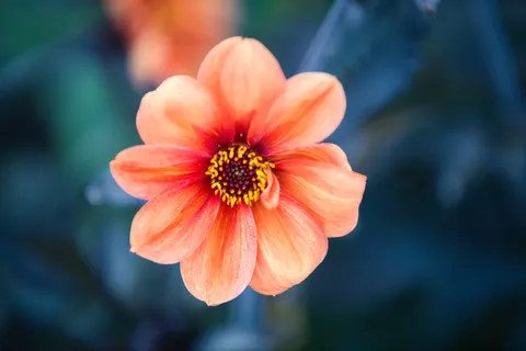花卉微距 4K壁纸 · flowers · 3840×2560