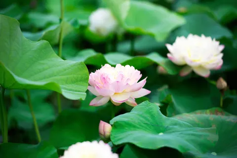 Hình nền Đầm Sen 4K · flowers · 3840×2563
