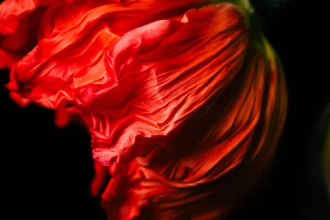 花卉微距 4K壁纸 · flowers · 3840×2560