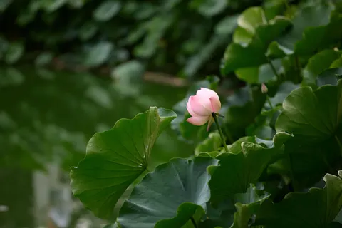 Обои Пруд с лотосами 4K · flowers · 3840×2560