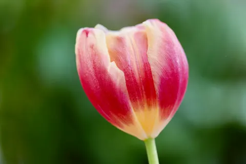 Blumen-Makro 4K Hintergrundbild · flowers · 3840×2560