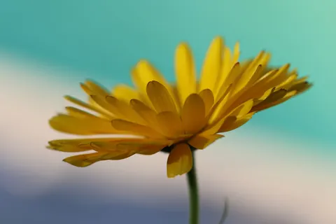 花卉微距 4K壁纸 · flowers · 3840×2560