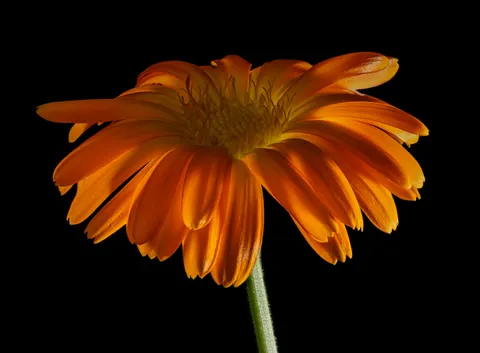 Обои Макро цветка 4K · flowers · 3840×2827