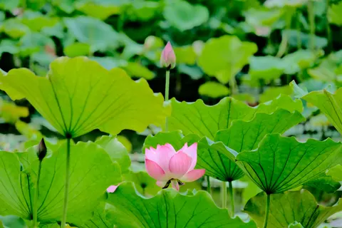 Lotus Pond 4K Wallpaper · flowers · 3840×2560