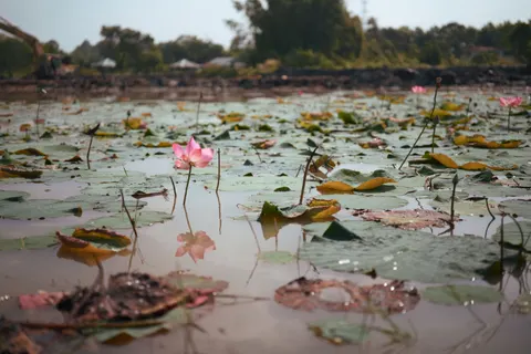 Обои Пруд с лотосами 4K · flowers · 3840×2560