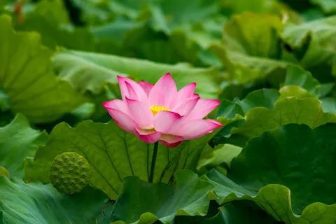 Lotus Pond 4K Wallpaper · flowers · 3840×2560