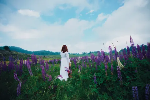 라벤더 밭 4K 배경화면 · flowers · 3840×2560
