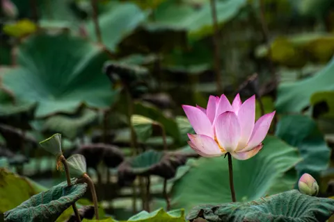 Lotus Pond 4K Wallpaper · flowers · 3840×2560