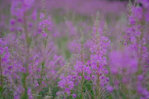 라벤더 밭 4K 배경화면 · flowers · 3840×2560